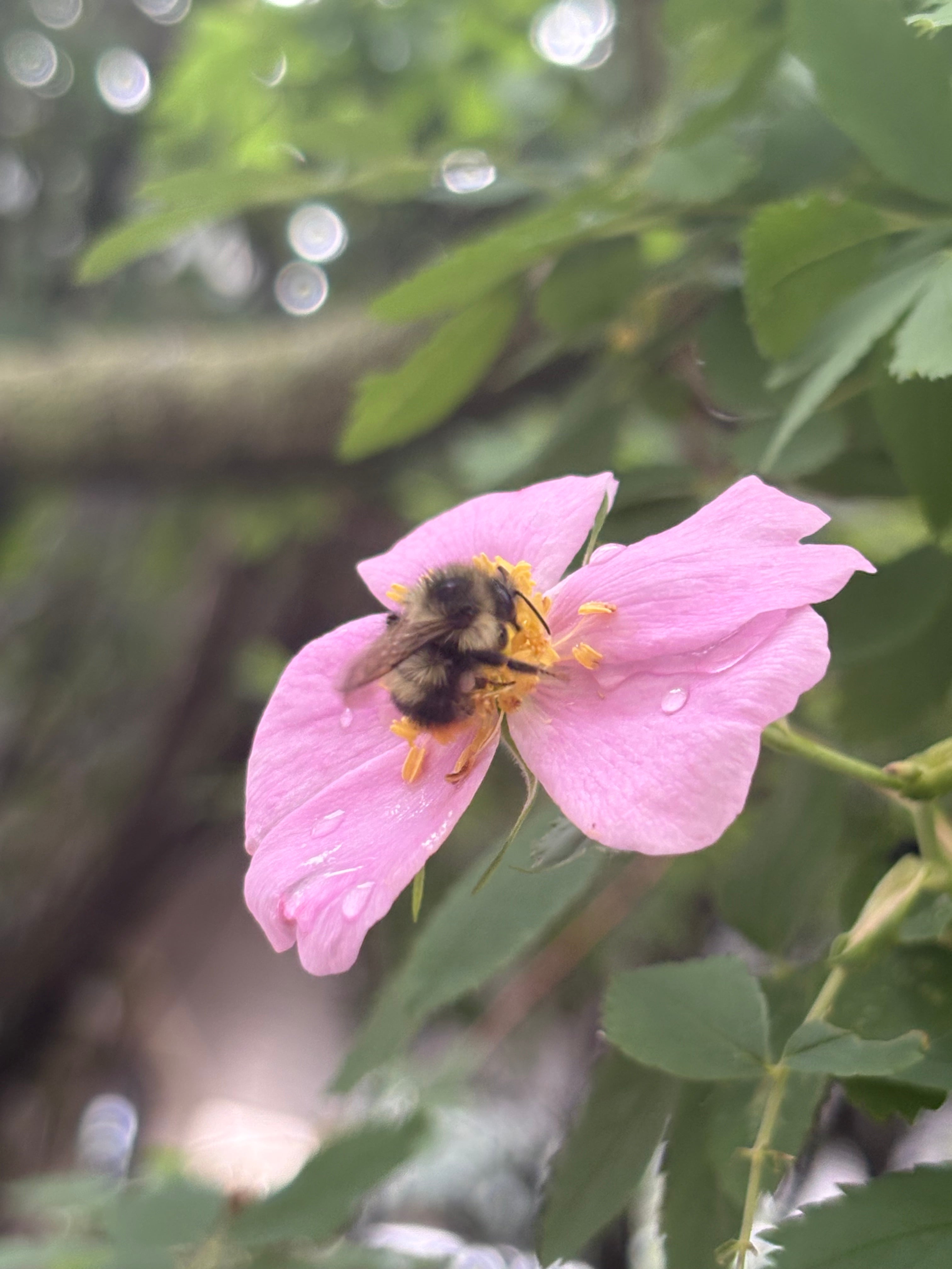 More Than Beauty: The Organi Philosophy